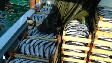 Karadeniz'de Palamut Bereketi