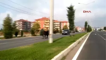 Kütahya Kaçan Boğayı Kimse Durduramadı