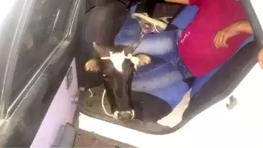 Otomobille İnek Hırsızlığı Yapan Gençler Yakalandı