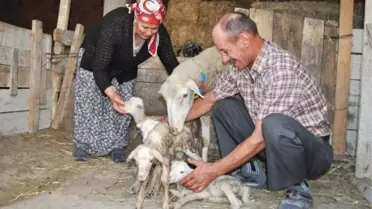 Beşiz Doğuran Koyun Herkesi Şaşkına Çevirdi