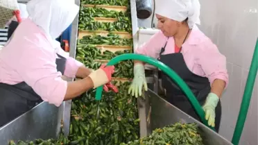 200 Tonla Başladığı Üretimi 4 Bin Tona Çıkartmayı Hedefliyor