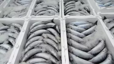 Bartın'da Palamut Bolluğu