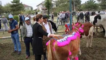 Tarım Festivalinde Yarışmaya İnekleri Süsleyip Getirdi