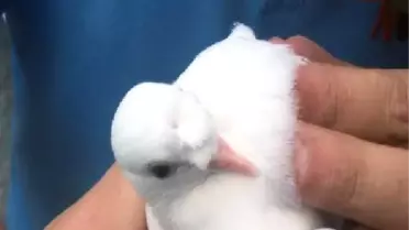 Atmacanın Yaraladığı Yavru Güvercinin Yaralarını Dikerek Hayata Döndürdüler