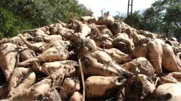 Suşehri'nde Şeker Pancar Alımı Kampanyası Başladı
