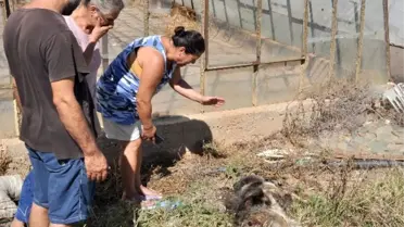 Kaldırılmayan Hayvan Leşleri Mahallelinin Tepkisini Çekti