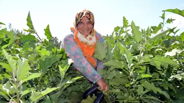 Havalar Soğudu, Sebze Fiyatları Cep Yakıyor