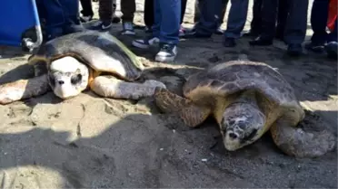 Tedavileri Tamamlanan 'Caretta Caretta'Lar Deniz ile Buluştu
