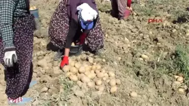 Afyonkarahisar Sandıklı'da Patates Üreticisi Umduğunu Bulamadı