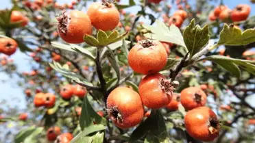 Şifa Kaynağı Kış Meyveleri Pazara İndi