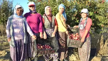 Elma Üreticisinin Düşük Fiyat Şikayeti