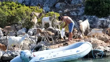 Aşırlı Adası'nın Tek Sahipleri Geyik ve Keçiler