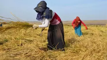 Günlük 30 Lira Yevmiye ile Çeltik Hasadı