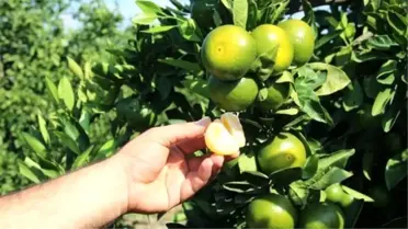 Narenciye İhracatçısının Rusya Sevinci