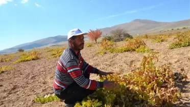 Darende'de Üzüm Yetiştiriciliği Yok Olmak Üzere