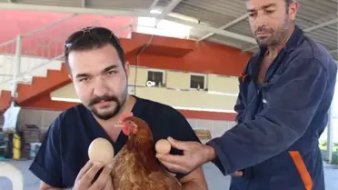 Folluktan Çıkan Bu Yumurta Şaşırttı