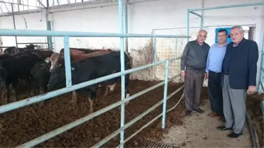 Brezilya'dan İthal Angus ve Brangus'lar Sahiplerine Dağıtıldı