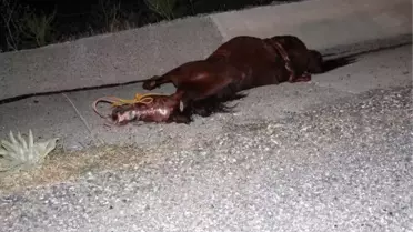 Otomobil Ata Çarptı: 2 Yaralı