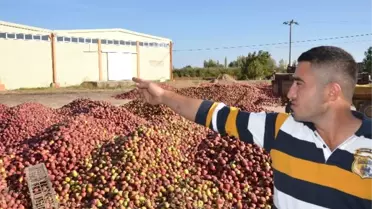 Para Etmeyen Elmanın Sağlamı da Çürüğü de Satılmıyor