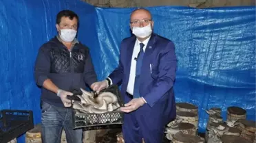 Sarıveliler'de İstiridye Mantarı Hasadı Başladı