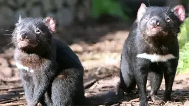 Bilim Adamları Keşfetti, Tazmanya Canavarı Sütü Virüsleri Yeniyor