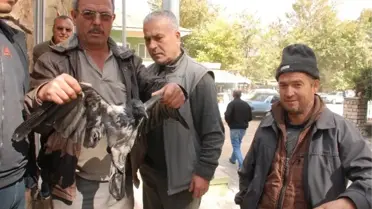 Yaralı Karga Tedaviye Alındı
