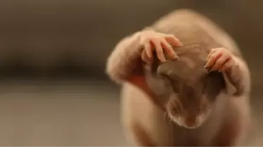 Endonezyalılar Yakaladıkları Fare Başına 1,5 Dolar Kazanacak