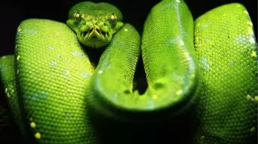 Zümrüt Renkli Ağaç Yılanı Nata Vega'da