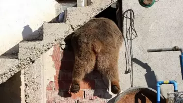 Gümüşhane Kelkit'te Gündüz Vakti Köye Ayı İndi