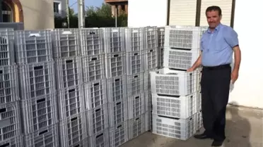 Didim'de Dane Zeytin Fiyatları Üreticinin Yüzünü Güldürdü