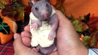 Tüysüz Hamster Silky'e Kışlık Kazak Örüldü