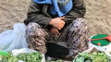 Kazdağlarıı'nın Yabani Otları Şifa Kaynağı