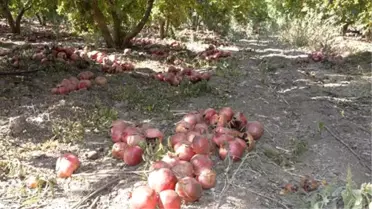 Rusya Krizi Nar Üreticisini de Vurdu
