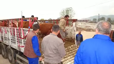 Bilecik'te 78 Adet Büyükbaş, 80 Adet Küçükbaş Hayvan Dağıtıldı