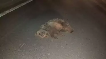 Kamyonun Çarptığı Ayı Yavrusu Telef Oldu