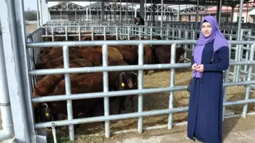 Kelkit ve Şiran'da Ki Genç Çiftçilerin Koyunları Dağıtıldı