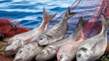 Wwf Türkiye'den Balık Türlerini Korumak İçin 'Hangi Balık' Rehberi