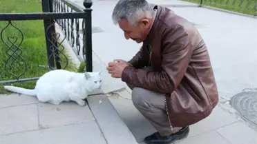 Asker Babası Çöpçü Simidini Aç Kediyle Paylaştı