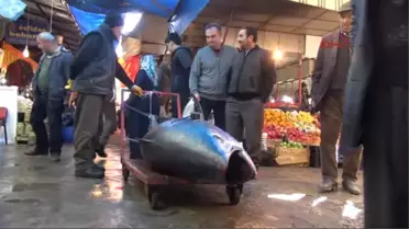 Sivas 305 Kiloluk Orkinosa Yoğun Ilgi
