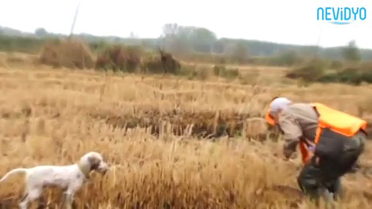 Böyle Olur Rizelinin Bıldırcın Avı