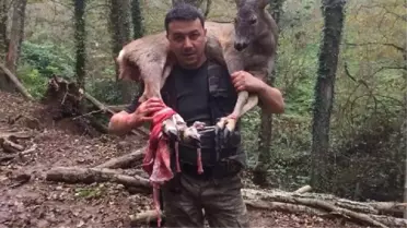 Ordu Yaralı Karacayı 3 Kilometre Omzunda Taşıyarak Kurtaran Avcıya Destek Yağdı