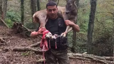 Ormanda Bulduğu Yaralı Karacayı 3 Kilometre Omzunda Taşıyarak Kurtardı