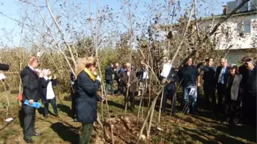 Fındık Verim Değerlerinde Acı Tablo