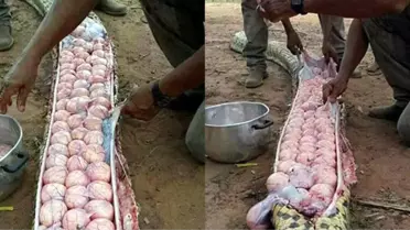 Buzağı Yediği Sanılan Yılanın Karnından Çıkanlar Görenleri Hayret Ettirdi