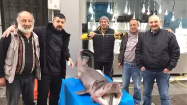 Darıca'da 3.5 Metrelik Köpek Balığı Yakalandı