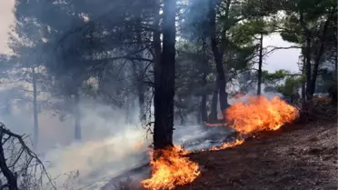Tokat'ta Orman Yangını Devam Ediyor