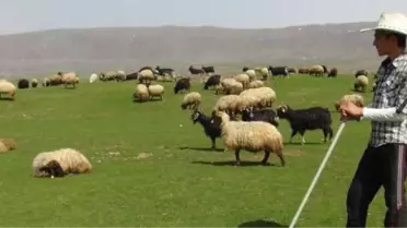 Çobanlara 'Sürü Yönetimi' Kursu