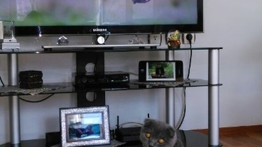 Entelektüel Kedi Günde 5 Saat Belgesel İzliyor