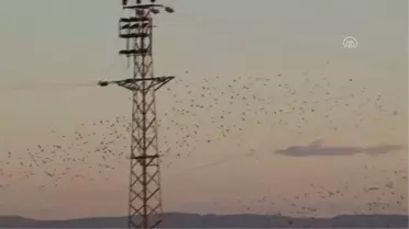 Sığırcık Sürüleri 'Kısa Devre' Yaptırıyor
