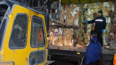 Dedektör Köpek 'Fırtına' 195 Kilo Skunk Buldu